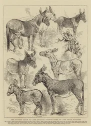 The Donkey Show at the Crystal Palace, Some of the Prize Winners